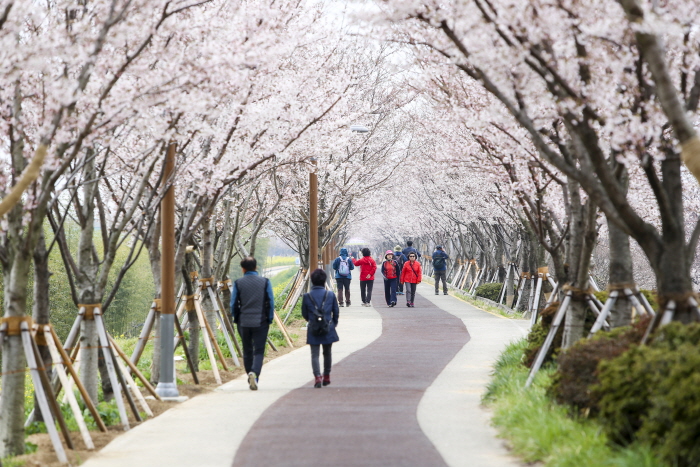 강서낙동강30리 벚꽃축제