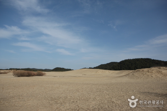 태안 신두리 해안사구