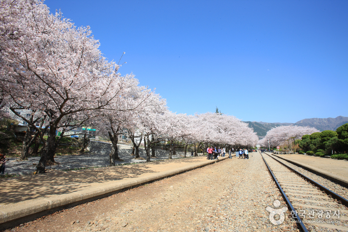 경화역 벚꽃길